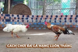 Hướng Dẫn Cách Chơi Đá Gà Sabong Tại VNZ6 An Toàn Lợi Nhuận Cao